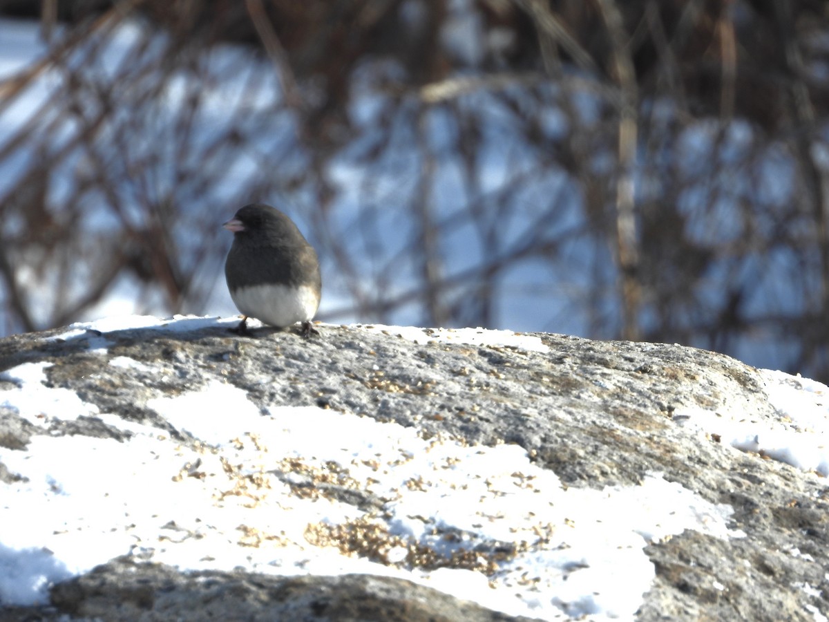 Dark-eyed Junco - ML649458765