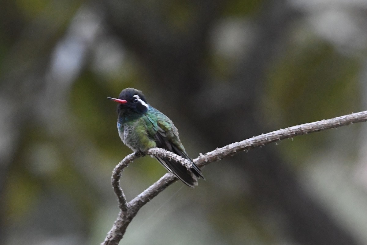 White-eared Hummingbird - ML649458766