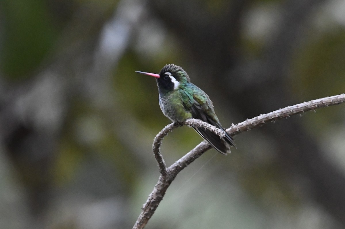 White-eared Hummingbird - ML649458767