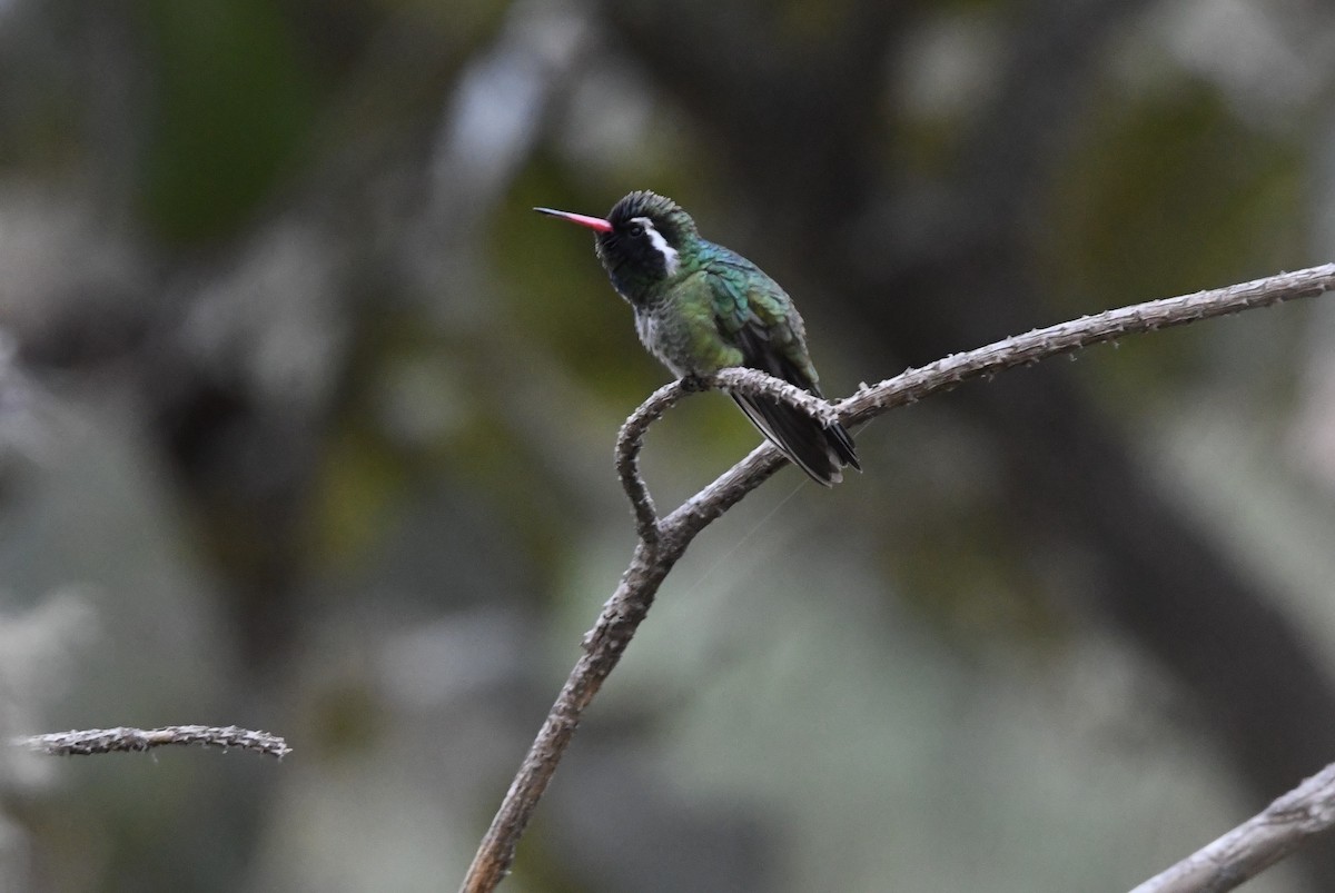 White-eared Hummingbird - ML649458768
