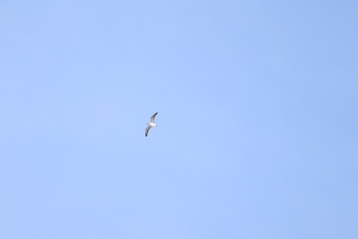 American Herring Gull - ML649458857