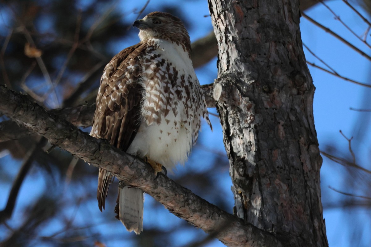 Red-tailed Hawk - ML649458869