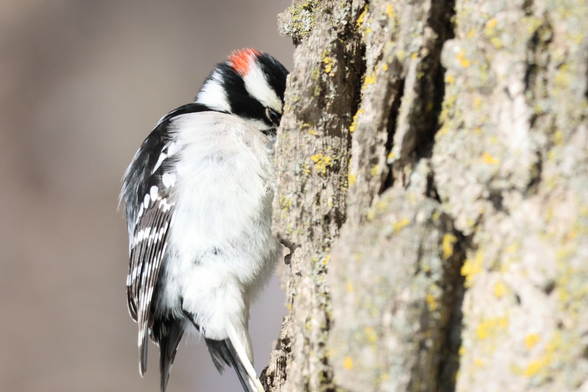 Downy Woodpecker - ML649458890