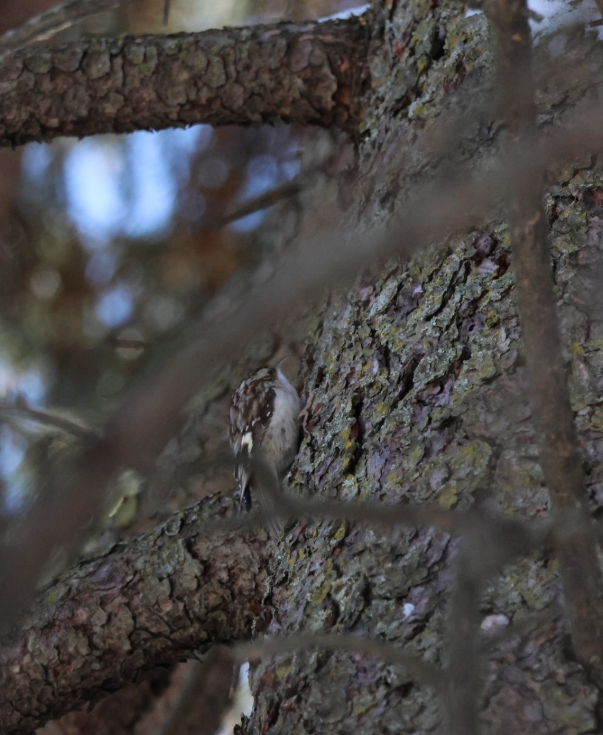 Brown Creeper - ML649458908