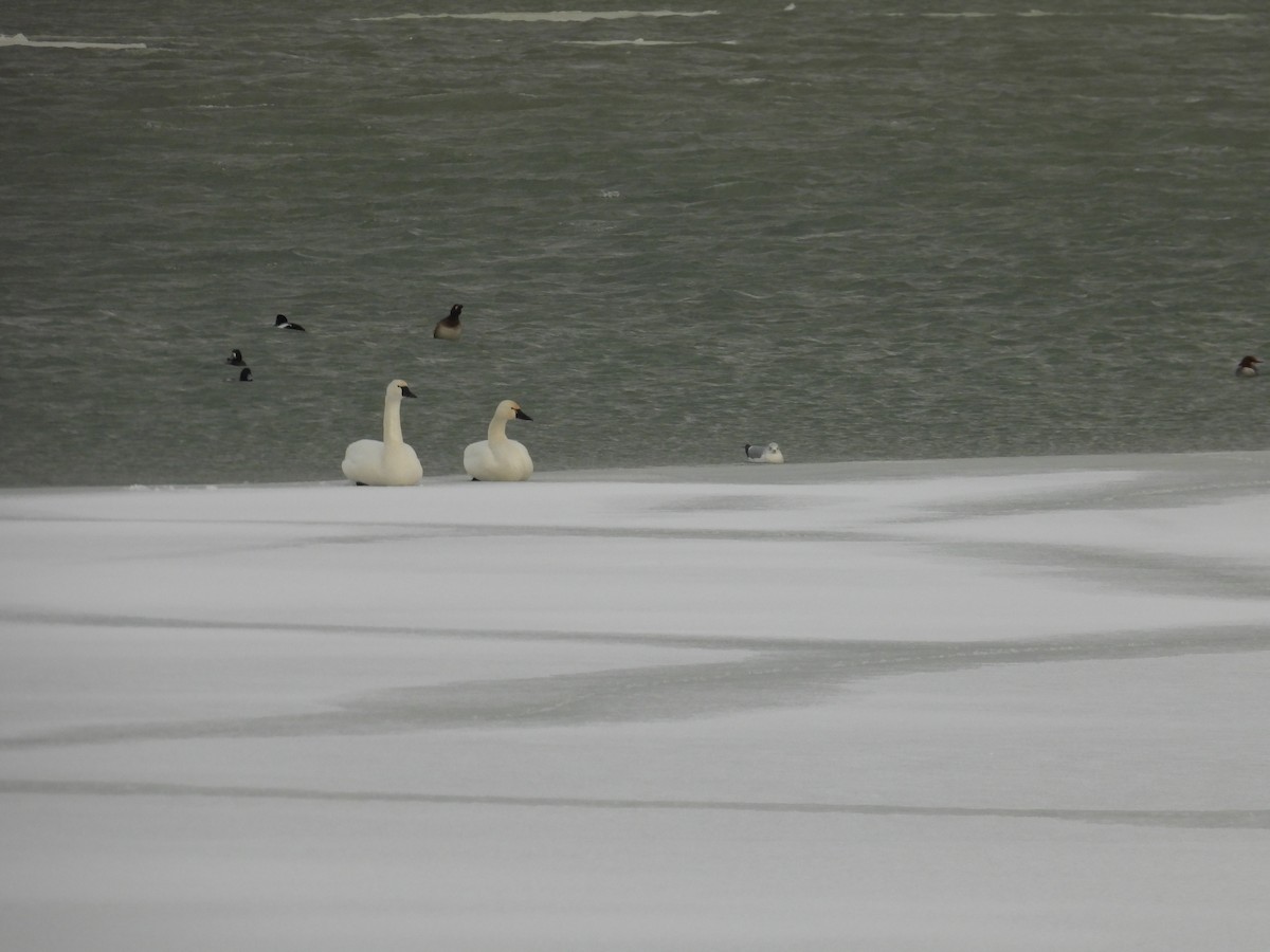 Cygne siffleur - ML649459024