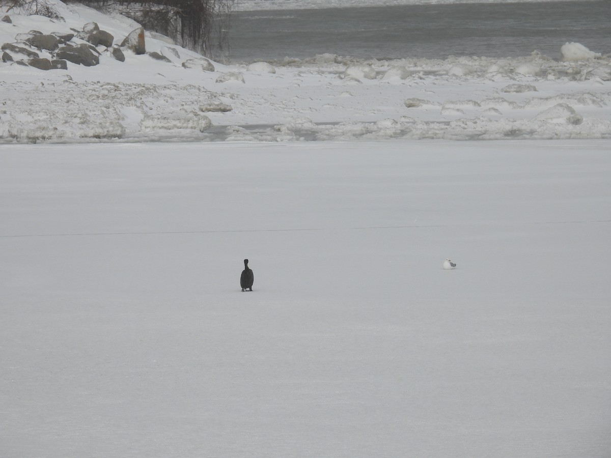 Cormoran à aigrettes - ML649459048