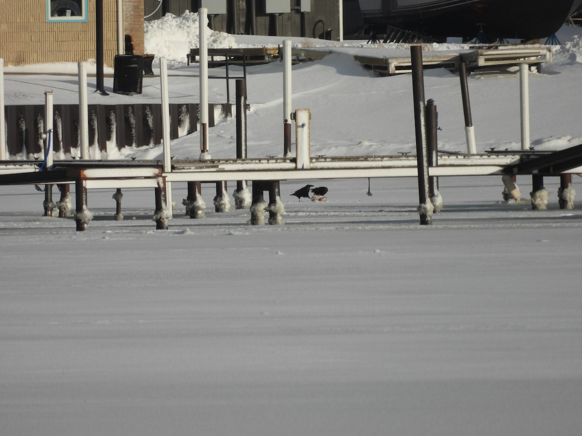 Grand Corbeau - ML649459059