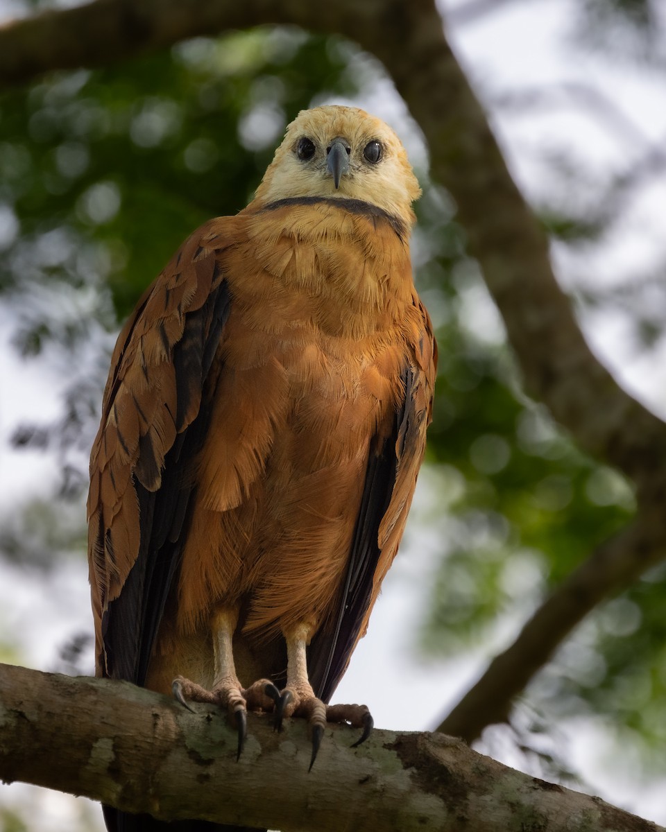Black-collared Hawk - ML649459405