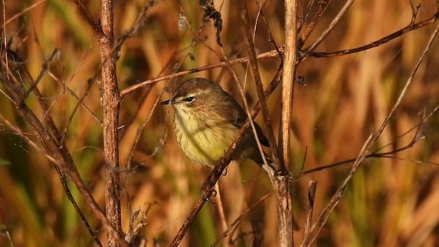 Paruline à couronne rousse - ML649459552