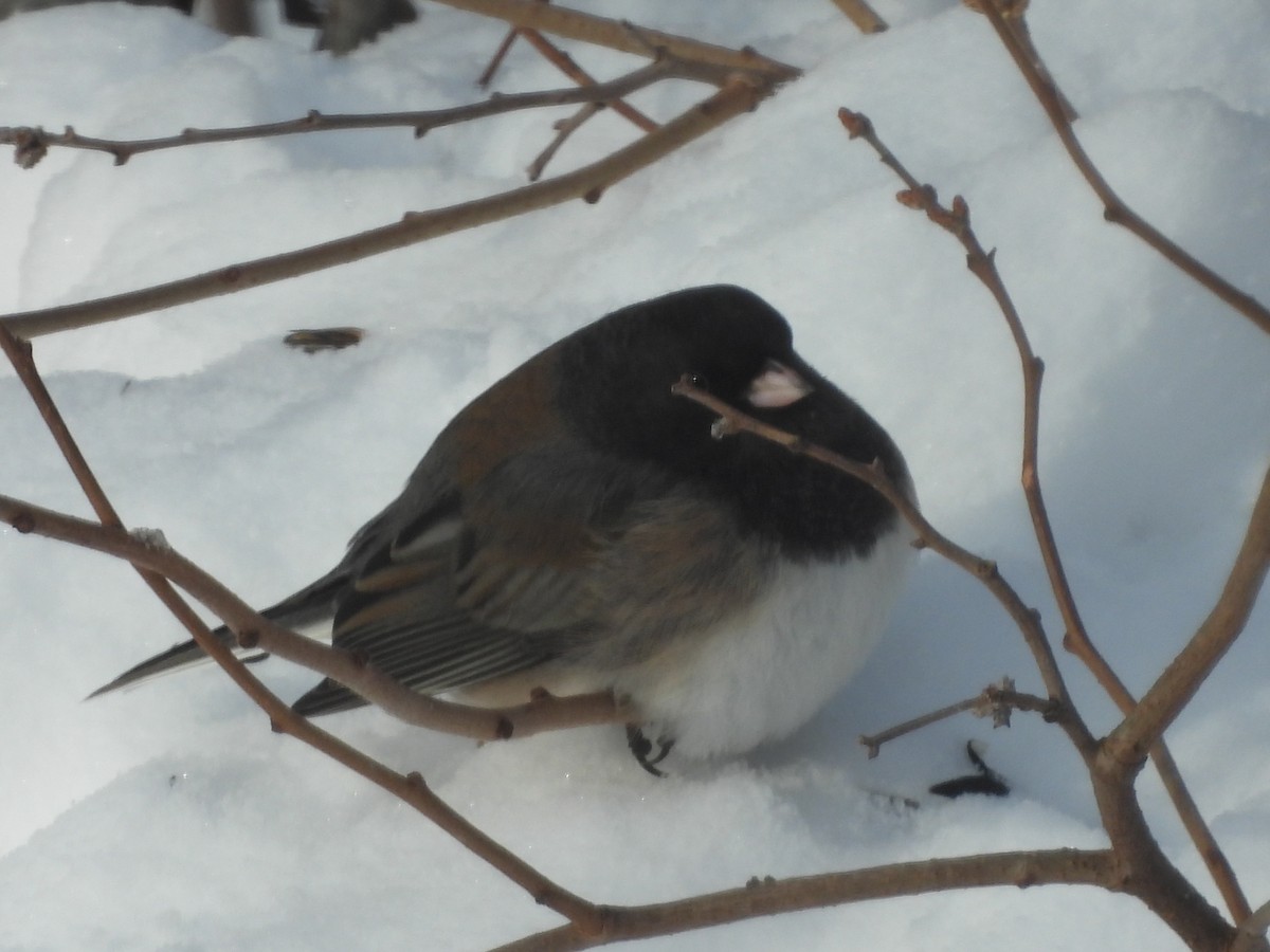 Winterammer (cismontanus) - ML649459647