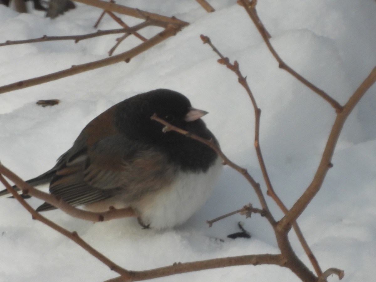 Winterammer (cismontanus) - ML649459661