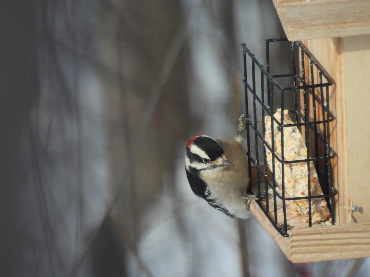 Dunenspecht - ML649459704