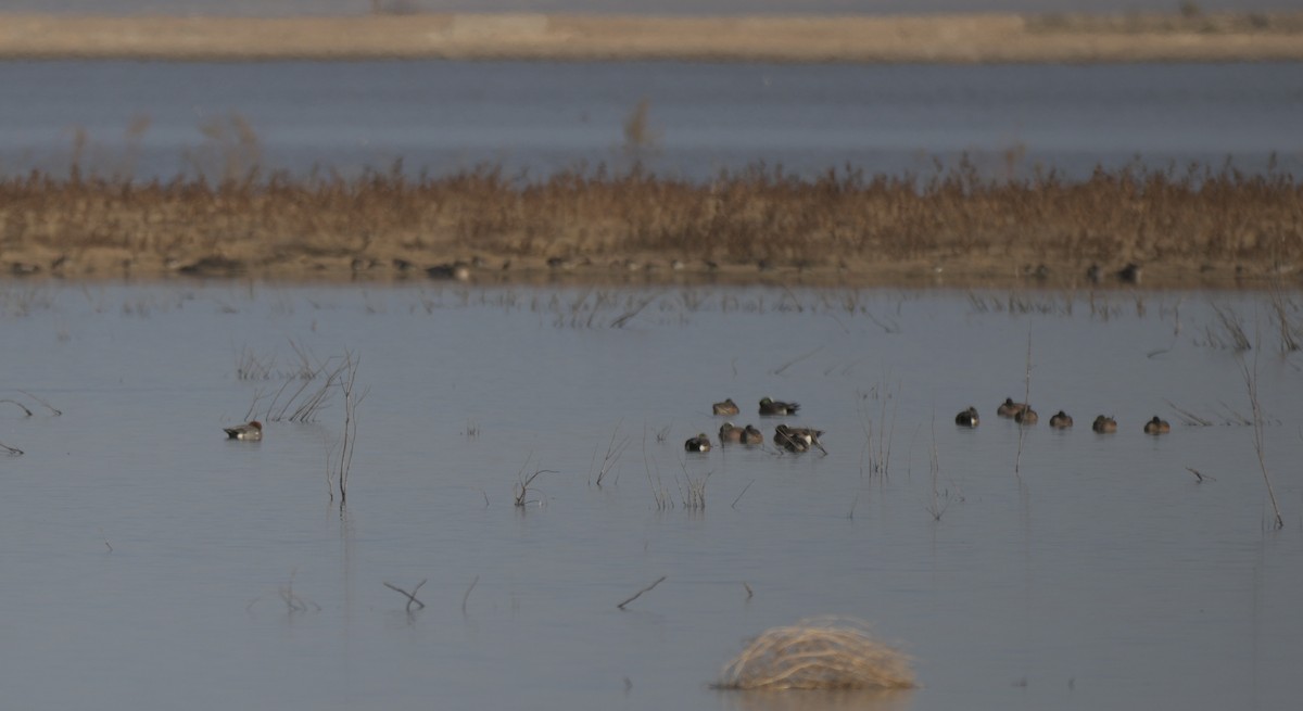 Eurasian Wigeon - ML649459730