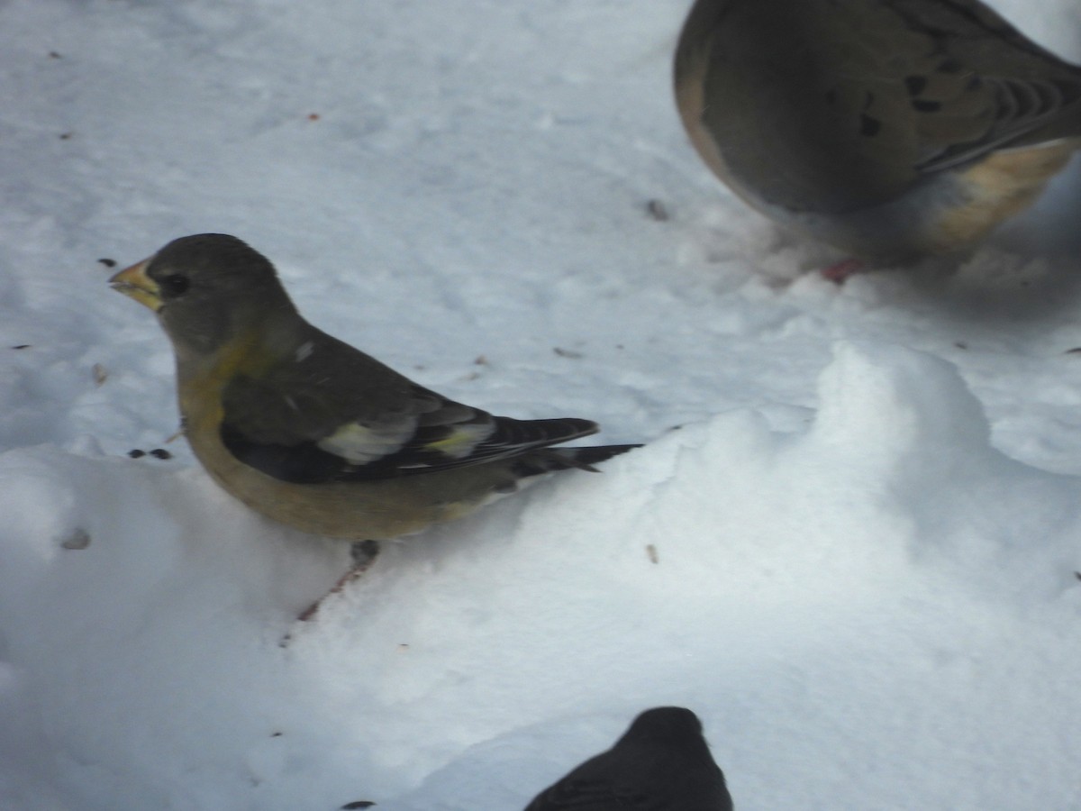 Abendkernbeißer - ML649459745