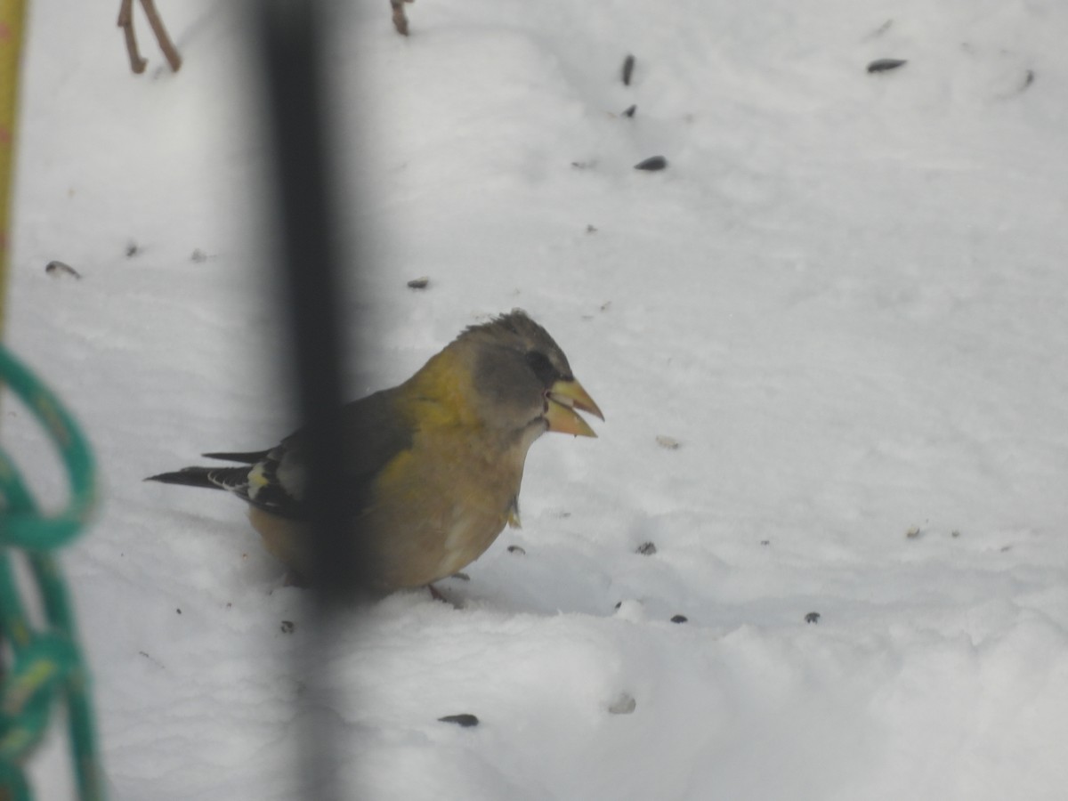 Abendkernbeißer - ML649459766