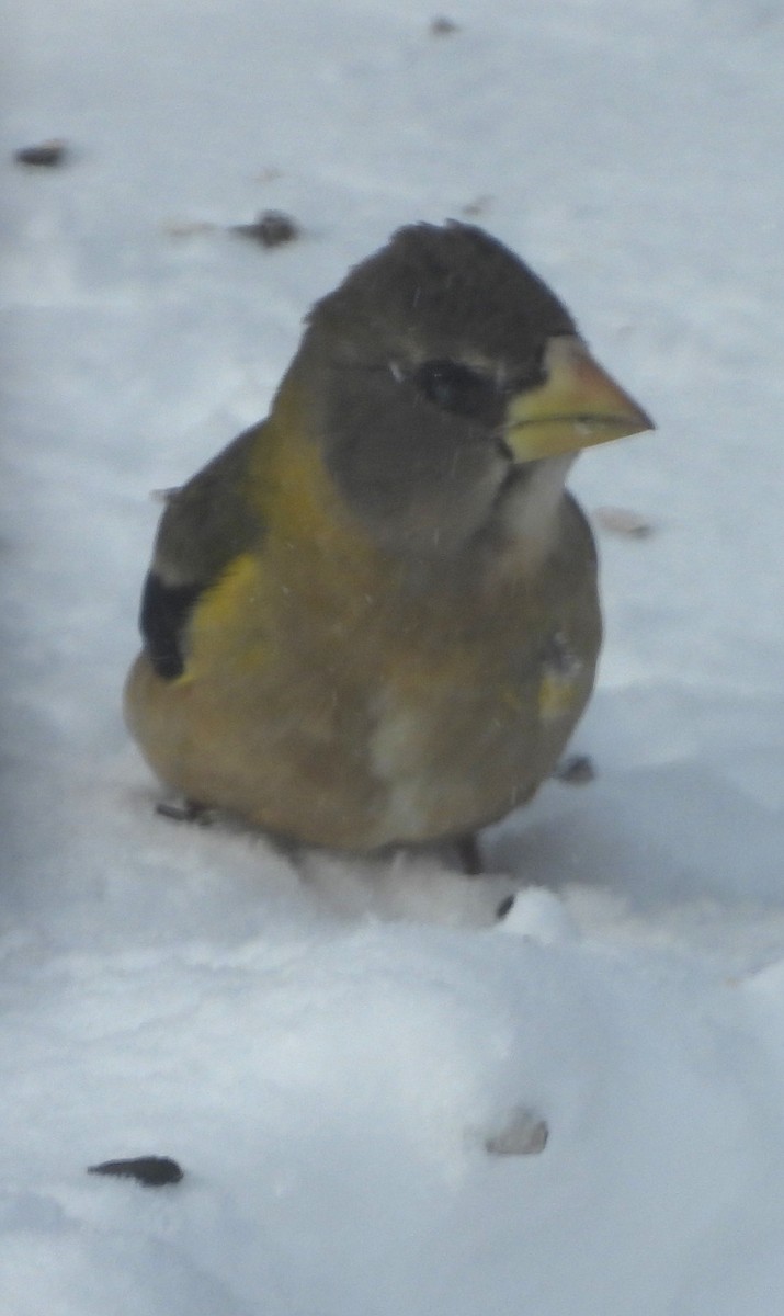 Abendkernbeißer - ML649459791