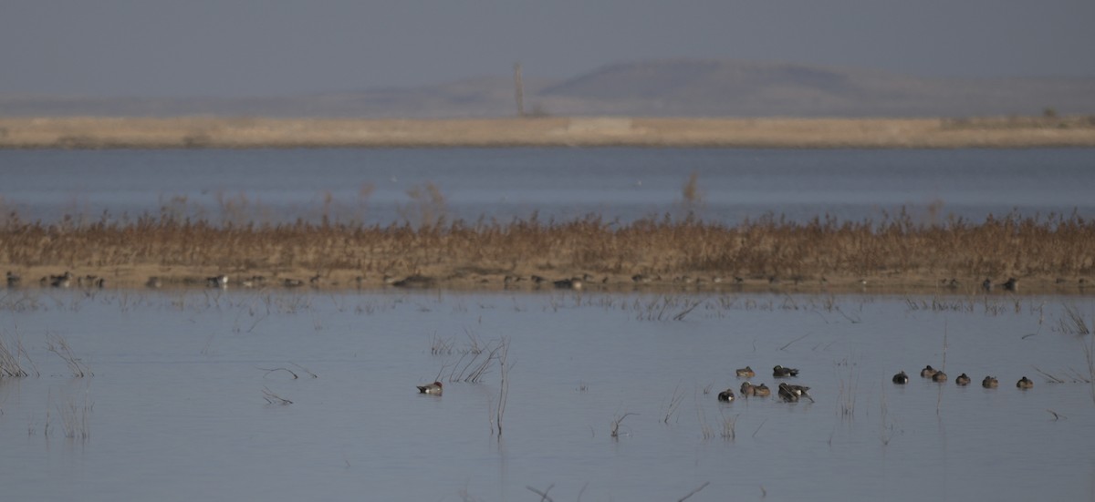 Eurasian Wigeon - ML649459796