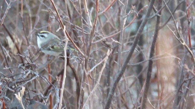 Roitelet à couronne dorée - ML649459809