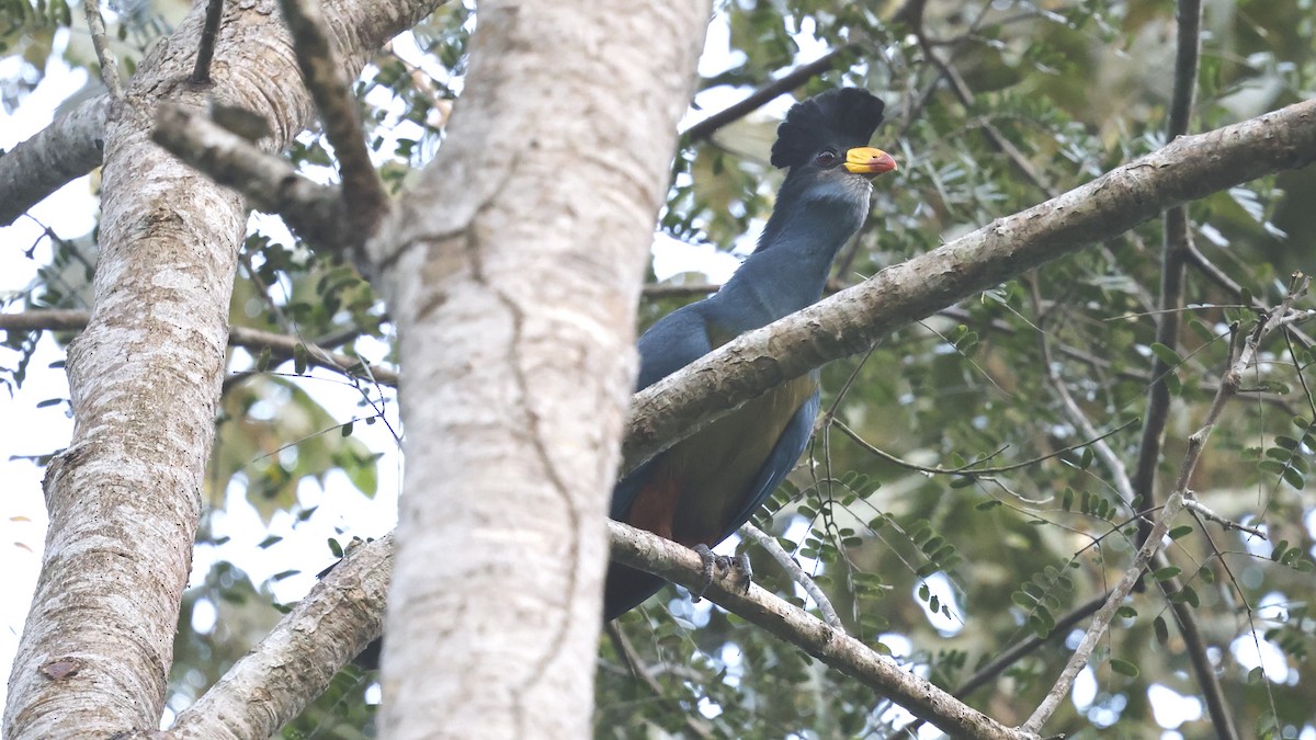 Great Blue Turaco - ML649459882