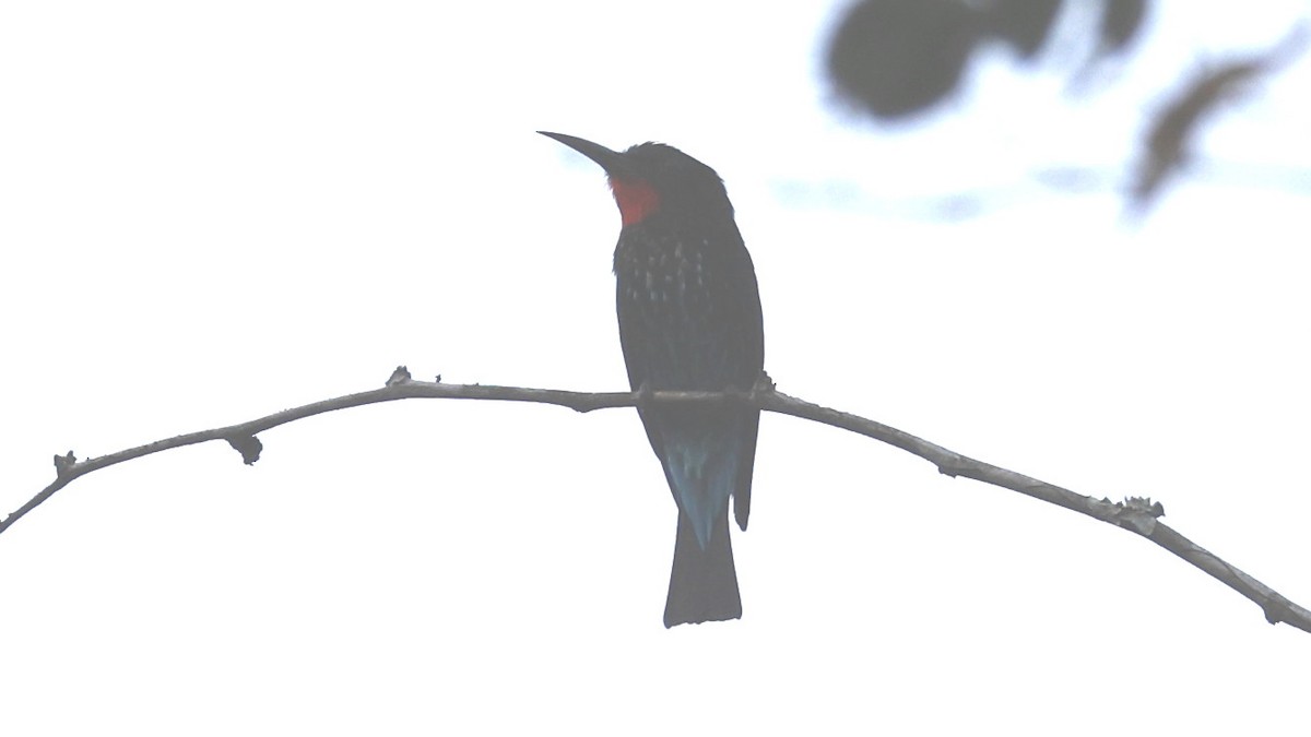 Black Bee-eater - ML649459894