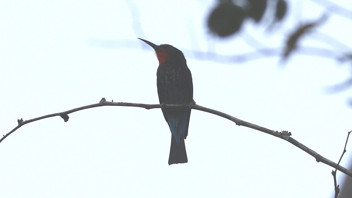 Black Bee-eater - ML649459895