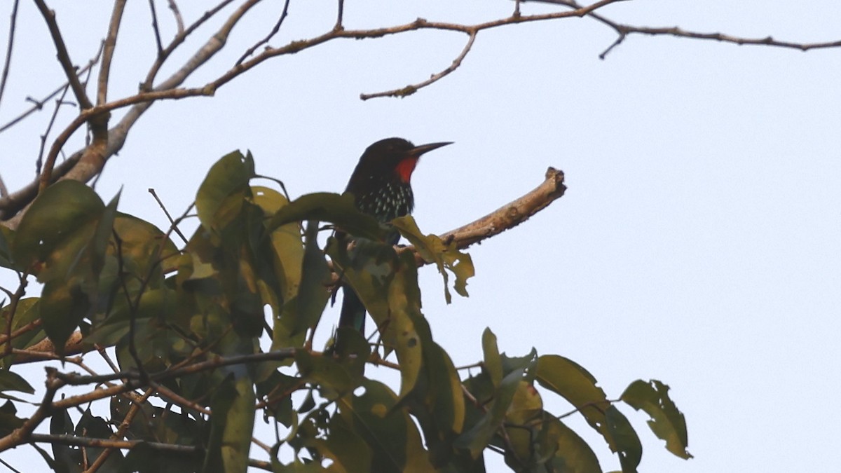 Black Bee-eater - ML649459896