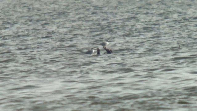 Sterne de Forster - ML649459898