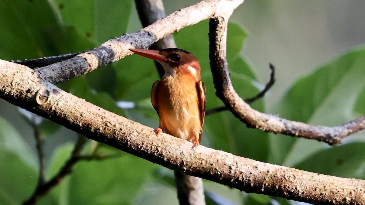 African Pygmy Kingfisher - ML649459909
