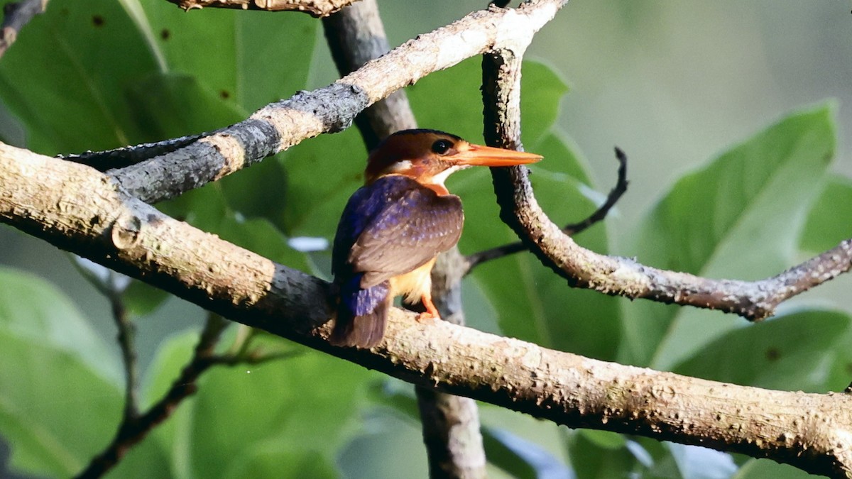 African Pygmy Kingfisher - ML649459910