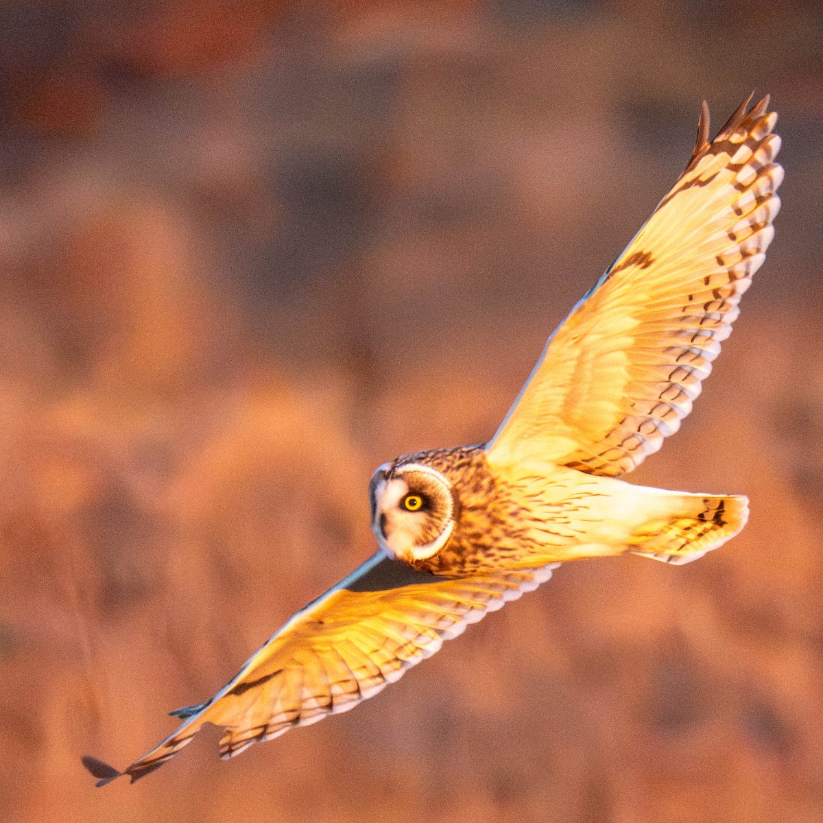 ינשוף שדות - ML649459918
