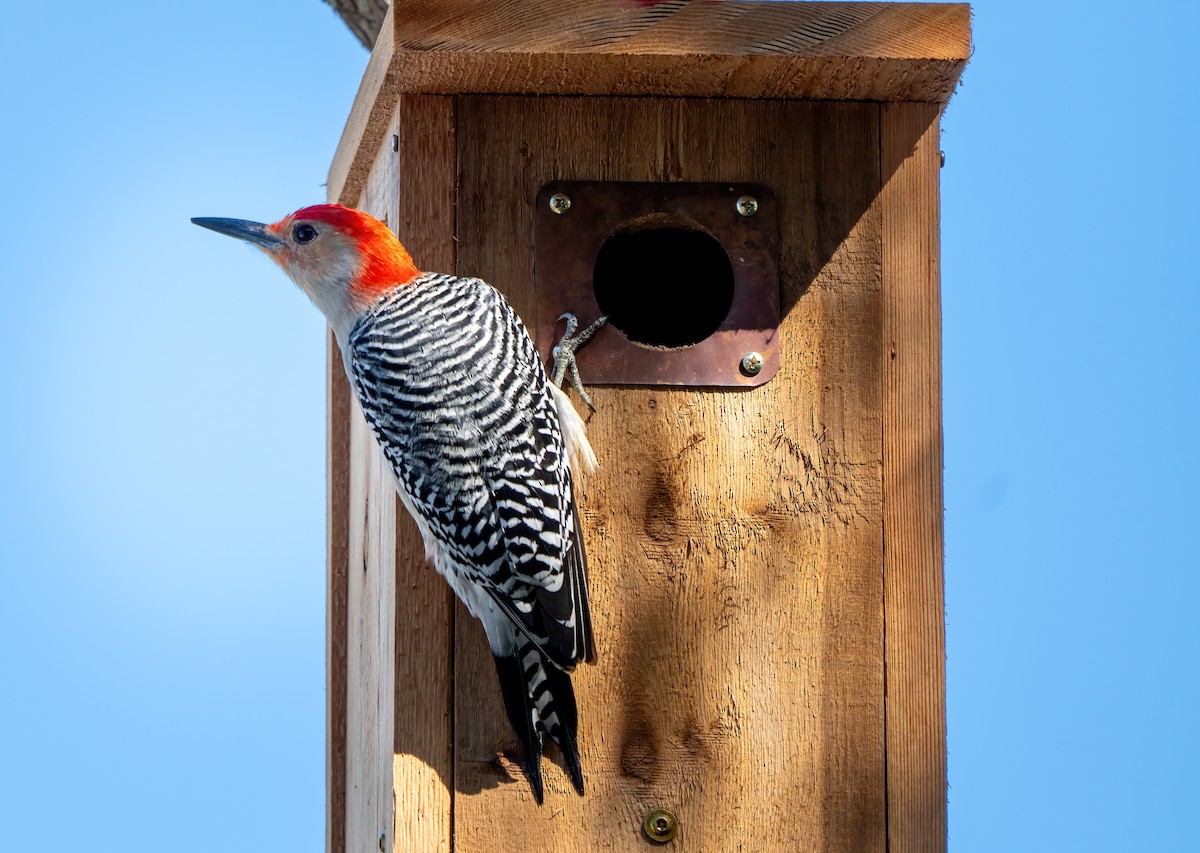 Red-bellied Woodpecker - ML649459932