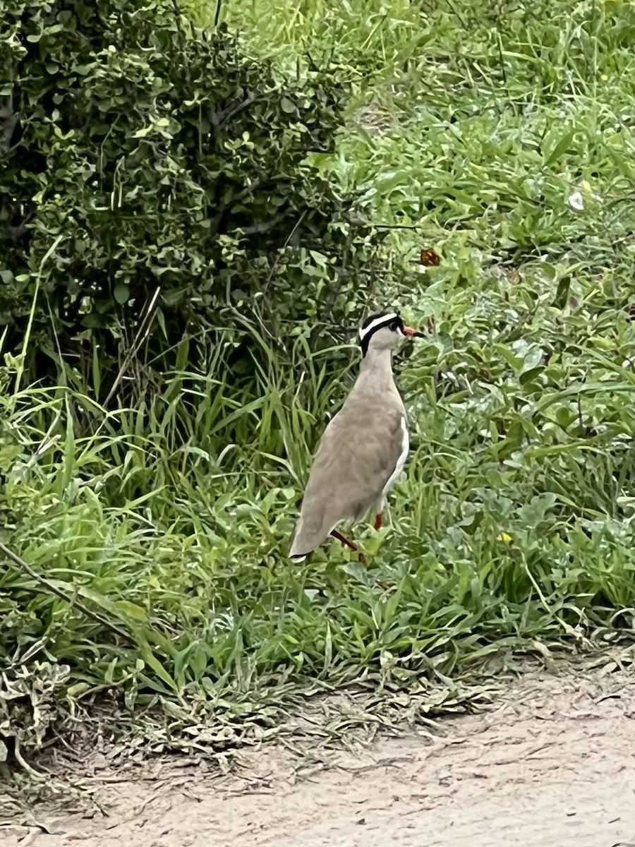 קיווית כיפה - ML649459934