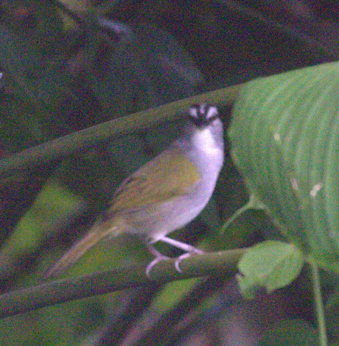 Black-striped Sparrow - ML649459941