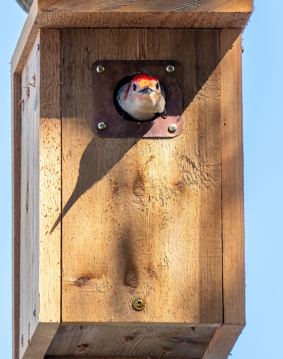 Red-bellied Woodpecker - ML649459943