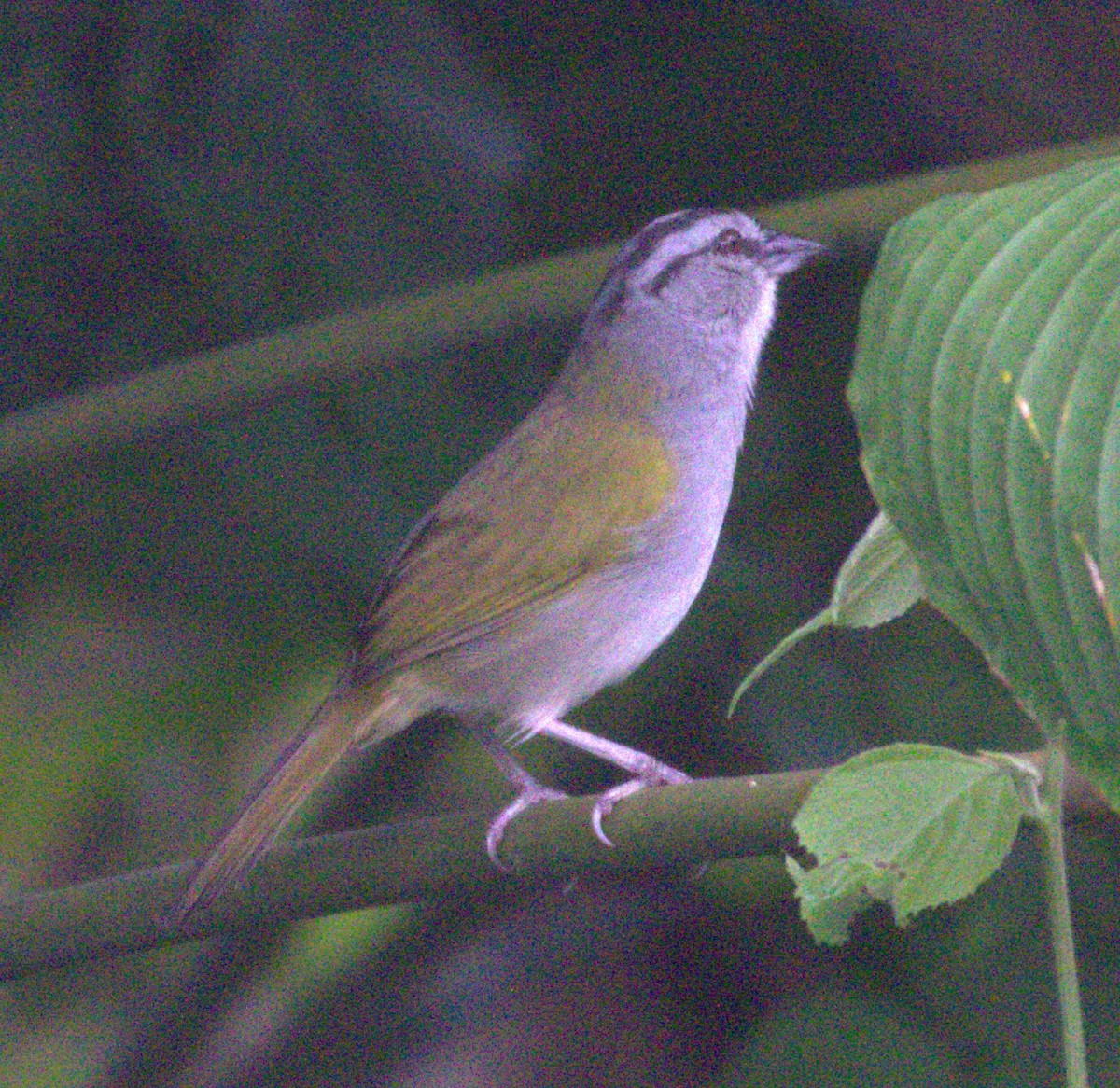 Black-striped Sparrow - ML649459944