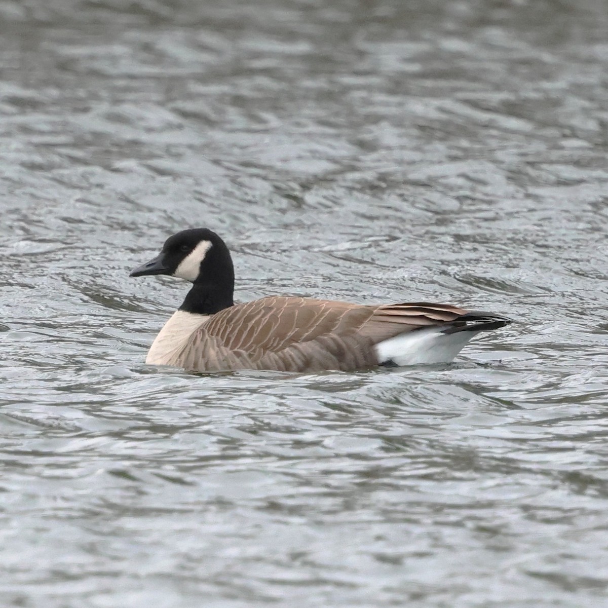 ברנטה קנדית - ML649459950