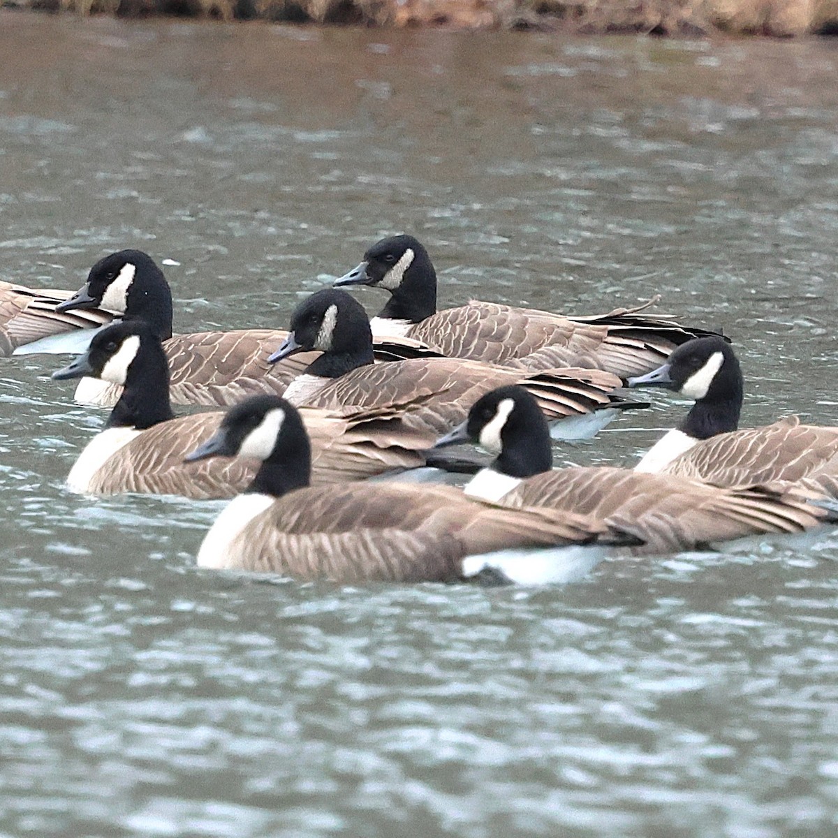 Canada Goose - Anonymous