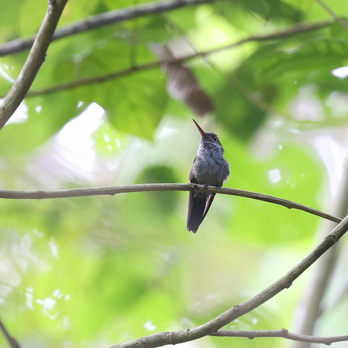 Blue-chested Hummingbird - ML649459952
