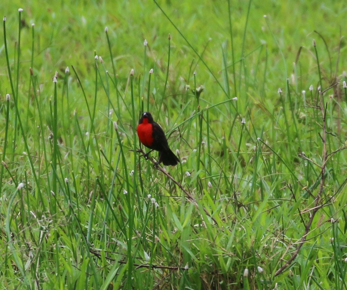 Red-breasted Meadowlark - Don Coons