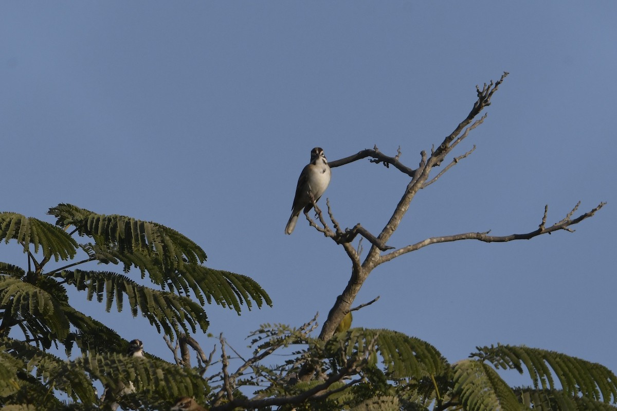 גיבתונית לבנת-גבה - ML649459955