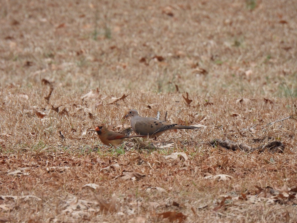 תורית אמריקנית - ML649459956