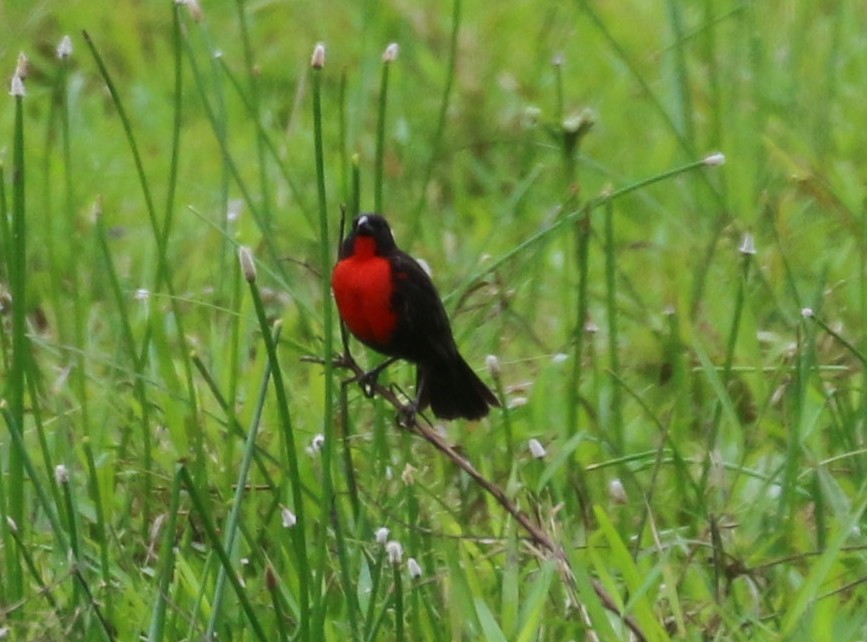Red-breasted Meadowlark - ML649459957