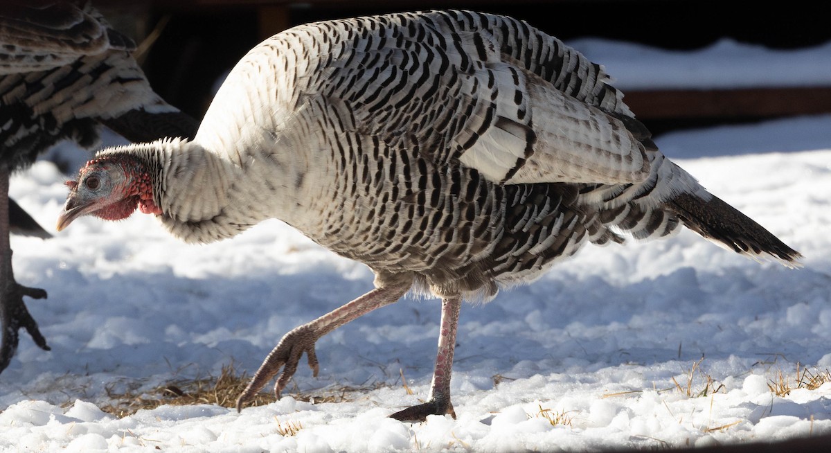 הודן בר - ML649459958