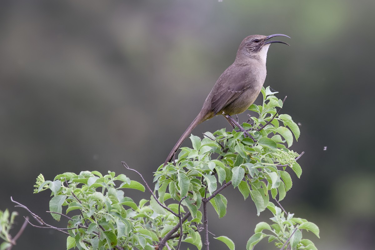 California Thrasher - ML649459959