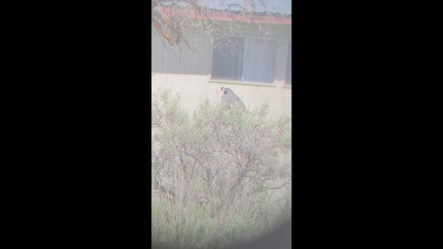 Colin de Californie - ML649459960