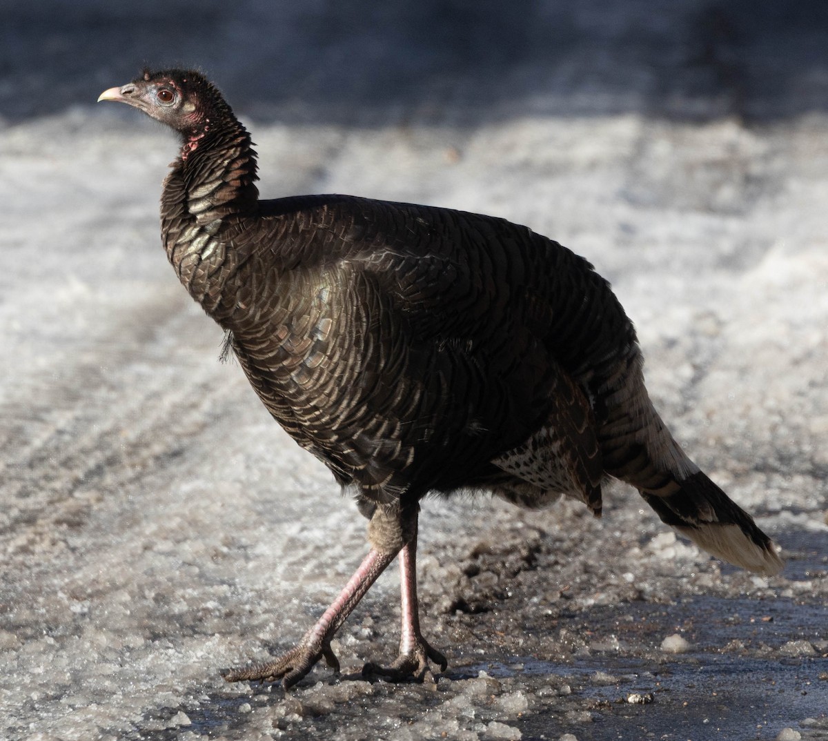 הודן בר - ML649459961