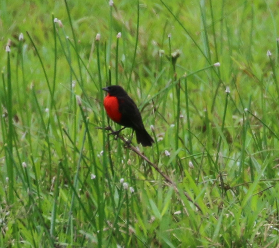 Red-breasted Meadowlark - ML649459962