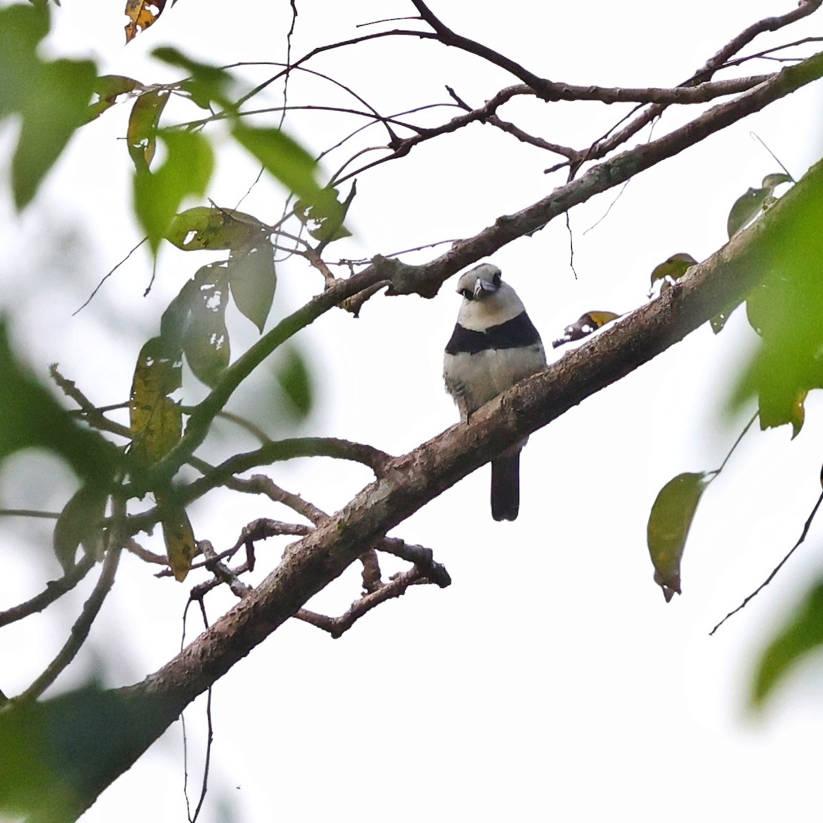 White-necked Puffbird - ML649459963