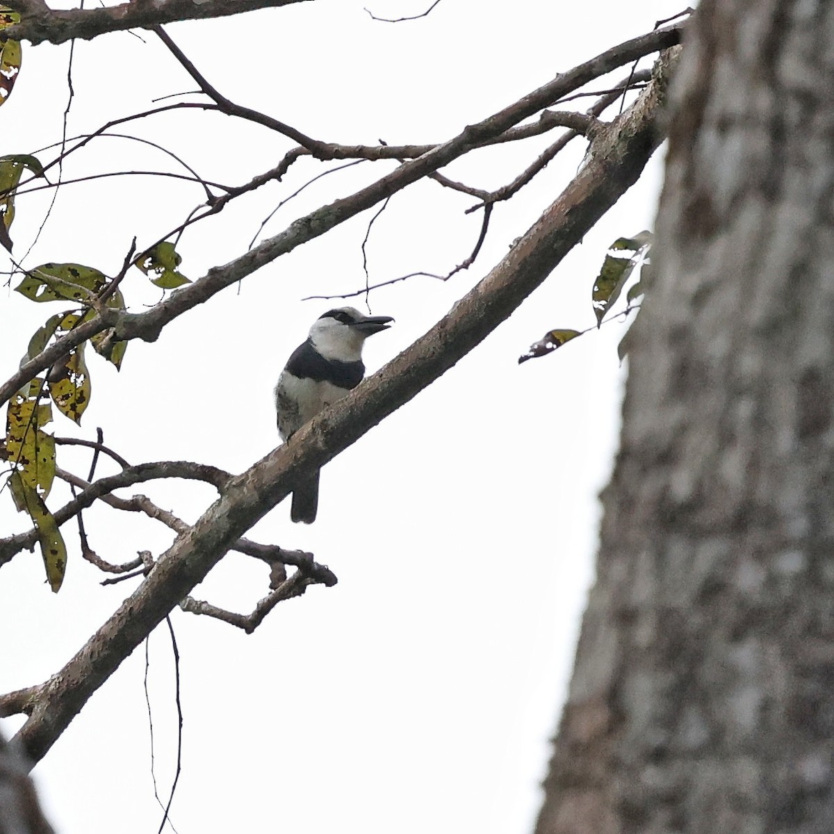 White-necked Puffbird - ML649459964