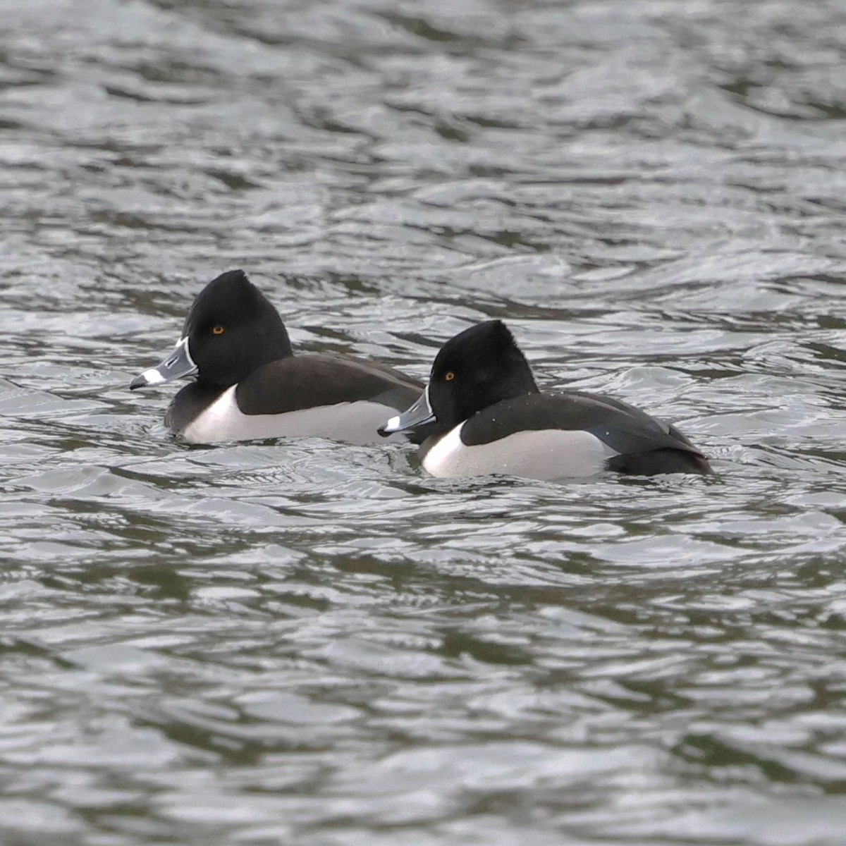 צולל צווארון - ML649459965